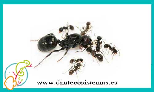 oferta-venta-hormigas-granivoras-reina-5-obreras-messor-barbarus-tienda-invertebrados-baratos-online-venta-hormigas-economicas-por-internet-tienda-mascotas-rebajas-online