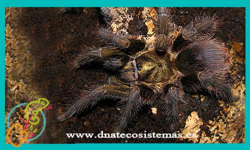 oferta-venta-tarantula-bronce-cubana-mediana-ccee-phormictopus-auratus-tarantulas-baratas-online-tienda-grillos-venta-alimento-vivo-spider-tarantule