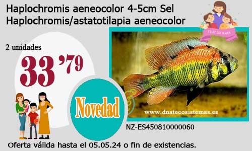 Haplochromis aeneocolor 4-5cm Sel.
