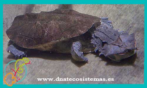oferta-venta-tortuga-mata-mata-baby-ccee-chelus-fimbriatus-colombiana-orinocensis-fimbriata-tienda-reptiles-baratos-online-venta-tortuga-por-internet-tienda-mascotas-reptiles-rebajas-con-envio