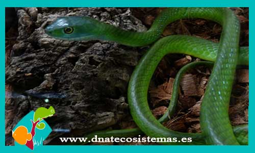 venta-culebra-arboricola-verde-philothamnus-semivariegatus-tienda-de-reptiles-serpiente-online-dnatecosistemas