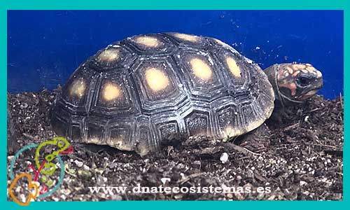oferta-venta-tortuga-geochelone-carbonaria-15cm-h-sel-chelonoidis-carbonaria-tienda-tortuga-patas-cabezas-rojas-online-venta-tortugas-calidad-baratas-por-internet-tienda-dnatecosistemas-reptiles-rebajas-bonitos-online