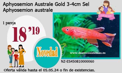 Aphyosemion Australe Gold 3-4cm Sel.