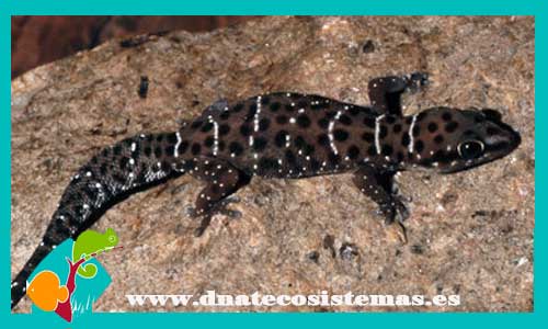 gecko-trigre-de-mozambique-pachydactylus-tigrinus-ventaonline-venta-de-repitiles-internet-reptiles-baratos-terrarios-urnas--termocalentadores-calentadores-lamparas-fluorescentes-leds-termometros-troncos-adornos-decoracion-terrarios-