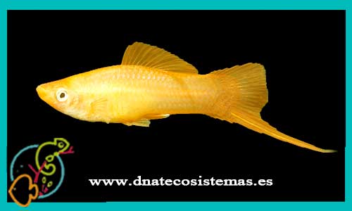 oferta-venta-xipho-mary-gold-4cm-ccee-xiphophorus-helleri-tienda-peces-tropicales-baratos-online-venta-peces-espadas-por-internet-tienda-mascotas-peces-rebajas-con-envio