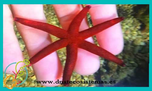 oferta-venta-estrella-roja-red-starfish-marina-tienda-especializada-en-invertebrados-marinos-baratos-online-venta-de-estrellas-marinas-economicas-por-internet-tienda-animales-marinos-rebajas-online