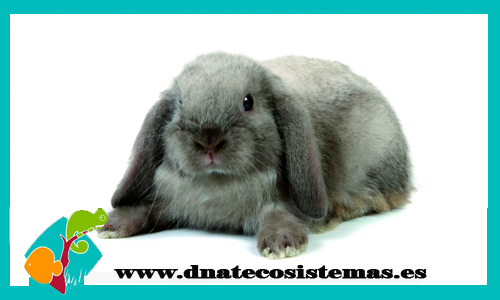 oferta-conejo-belier-gris-chip-tienda-conejo-online-accesorios-juguetes-comida-golosinas-conejos