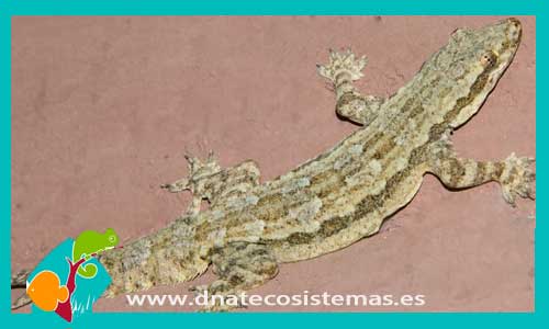 gecko-de-dedos-de-hoja-asiatico-hemidactylus-cosymbotes-platyurus-tienda-de-reptiles-online-venta-reptiles-online