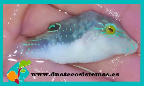 canthigaster-smithae-tienda-de-peces-online-peces-por-internet-mundo-marino-todo-marino