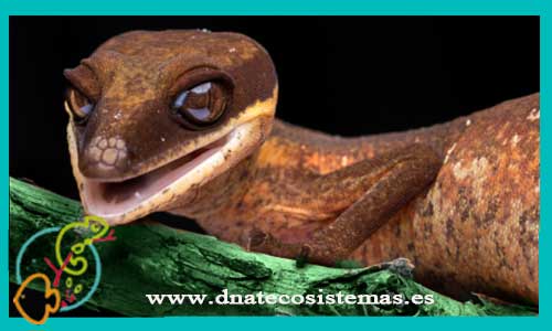 oferta-aeluroscalabotes-felinus-m-l-acanthosaura-capra-dnatecosistemas-venta-online-de-repitiles-internet-reptiles-baratos