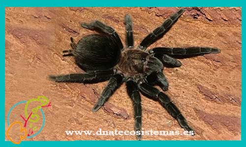 oferta-venta-tarantula-schroederi-2.5cm-ccee-brachypelma-schroederi-albiceps-tienda-de-tarantulas-online-tienda-de-grillos-venta-de-alimento-vivo-spider-tarantule