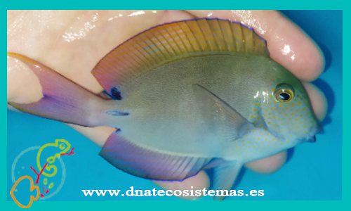 acanthurus-nifrofucus-m-peces-cirujanos-tienda-de-peces-online-venta-de-peces