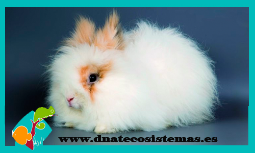 oferta-conejo-angora-blanco-marron-tienda-conejos-online-lo-mejor-para-mascotas-accesorios-juguetes-alimento-comida-lecho-heno-chip