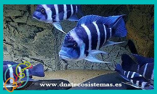 oferta-venta-cyphotilapia-cibberosa-ikola-blue-5-6cm-ccee-tienda-ciclidos-online-venta-peces-por-internet-tienda-mascotas-peces-rebajas-con-envio