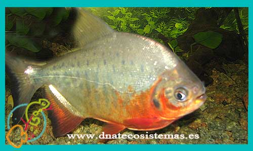pacu-rojo7-9cm--falsa-pirana-colossoma-bidens-venta-de-peces-online