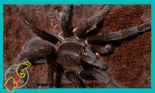 selenocosmia-javanensis-venta-de-tarantula-indonesia-tienda-espana-aranas-y-tarantulas-baratas-oferta-calidad