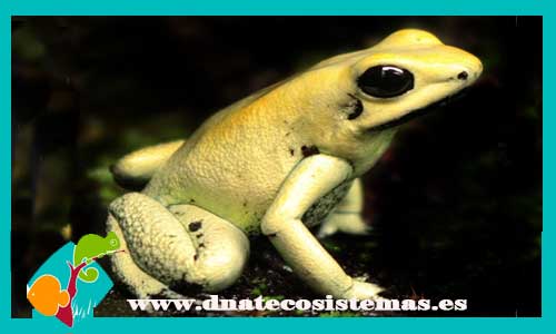 rana-flecha-colombiana-mint-phyllobates-terribilis-venta-de-reptiles-anfibios-online-venta-de-camaleones-online-tienda-online-de-reptiles-