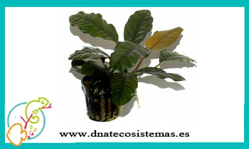 oferta-venta-anubia-coffeefolia-dnatecosistemas-tienda-de-plantas-naturales-para-acuario-baratas-online-venta-anubias-economicas-por-internet-tienda-de-rebajas-en-plantas-online
