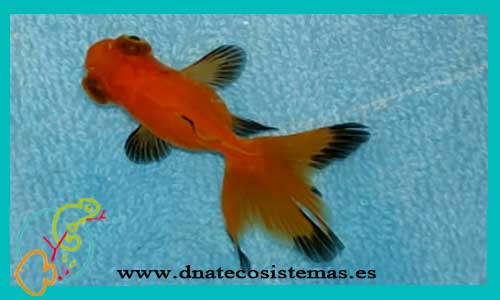 oferta-telescopico-rojo-negro-mariposa-sarasa-5-6-cm-venta-de-peces-online-tienda-de-peces-online