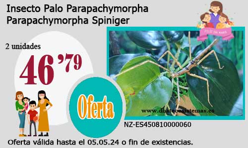 Insecto Palo Parapachymorpha.