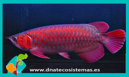 arowana-majestick-red-violet-fusion-arowana-super-red-crimson-red-dnatecosistemas-tienda-de-peces-online-pez-dragon-