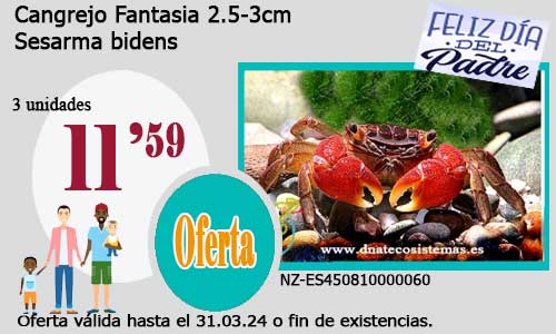 Cangrejo Fantasia 2.5-3cm.