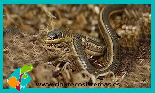 serpiente-listada-del-desierto-psammophis-sibilans-tienda-de-reptiles-online-venta-de-reptiles-online-tienda-de-serpientes-culebras-baratas