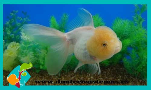 oranda-blanco-boina-sel-roja-red-cap-goldfish-calidad-carassius-auratus-tienda-de-peces