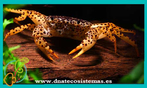 oferta-venta-cangrejo-leopardo-3-5cm-ue-parathelphusa-pantherina-tienda-de-cangrejos-baratos-online-venta-de-invertebrados-economicos-por-internet-tienda-de-peces-rebajados-online