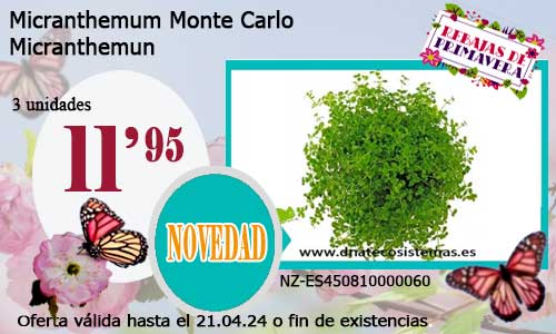 Micranthemum Monte Carlo.