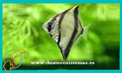 oferta-venta-pez-angel-malayo-5cm-monodactylus-sebae-tienda-peces-tropicales-baratos-online-venta-peces-micelaneos-por-internet-tienda-mascotas-peces-rebajas-con-envio