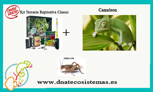 oferta-pack-camaleon-tienda-reptiles-online-venta-camaleones-por-internet-tiendamascotasonline-barato-economico-comida