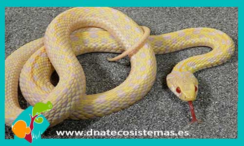 culebra-jarretera-ajedrezada-thamnophis-marcianus-albina-tienda-de-reptiles-online-serpientes
