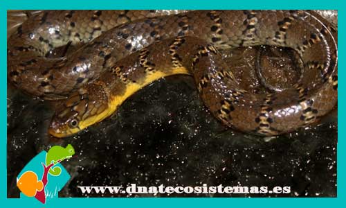 culebra-acuatica-de-camerum-grayia-smithii-tienda-de-reptiles-serpientes-online-dnatecosistemas