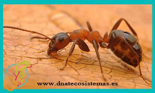 oferta-venta-hormigas-formica-sanguinea-tienda-de-invertebrados-baratos-online-venta-insectos-economicos-por-internet-tienda-mascotas-rebajas-online