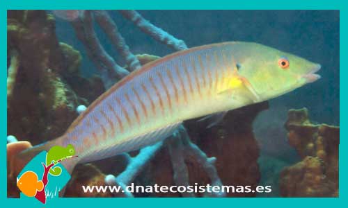 hologymnosus-doliatus-tienda-de-peces-online-peces-por-internet-mundo-marino-todo-marino