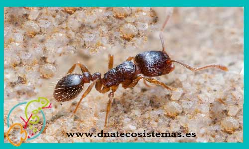oferta-hormigas-tretramorium-caespitum-reina-tienda-de-invertebrados-online-venta-de-hormigas-por-internet-tiendamascotasonline-venta-reptiles-online-barato-economico