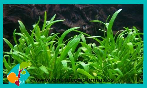 lilaeopsis-nueva-zelanda-plantas-para-acuarios-de-agua-dulce-posicion-delantera