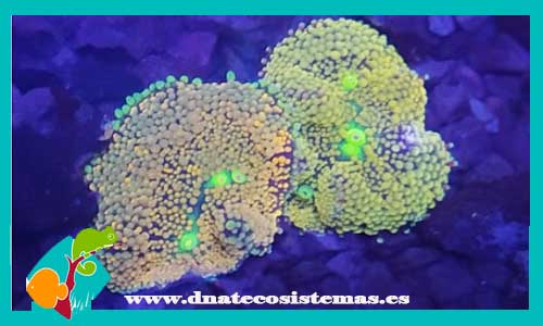 ricodea-florida-verde-1-tienda-online-venta-de-corales-baratos-online