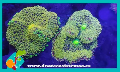 ricodea-florida-verde-oliva-tienda-online-venta-de-corales-baratos-online