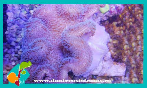 sarcophyton-polipo-verde-coral-blando-tienda-de-peces-online-acuario-arena-planta-alga-roca-arena-cuaeva-filtro-skimmer-bomba-alimento-vivo-comida-seca