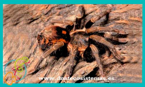 oferta-venta-tarantula-hapalopus-sp-guerrilla-1cm-tienda-de-tarantulas-online-tienda-de-grillos-venta-de-alimento-vivo-spider-tarantule