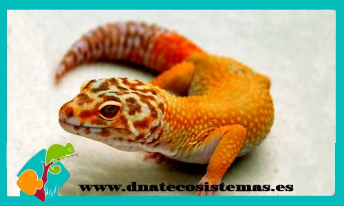 gecko-leopardo-mandarina-cola-zanahoria-eublepharis-macularius-tangerine-carrot-tail-dnatecosistemas-ventaonline-venta-de-repitiles-internet-reptiles