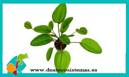 echinodorus-ojo-de-diablo-xl-echinodorus-red-devil-planta-para-acuario-de-agua-dulce