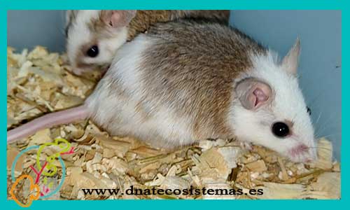 oferta-raton-de-bening-praomys-natalensis-roton-espinoso-acomys-cahirinus-tienda-de-animales-venta-de-ratones