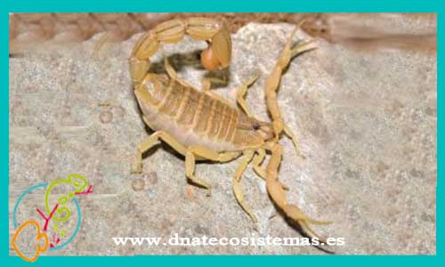 oferta-venta-escorpion-dorado-nepal-hottentotta-flavidulus-tityus-smithii-trivittatus-serrulatus-stigmurus-bahiensis-tienda-invertebrados-online-venta-escorpiones-por-internet-tienda-mascotas-aracnidos-rebajas-con-envio