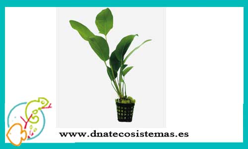oferta-venta-anubia-anubia-hastiafolia-nl-dnatecosistemas-tienda-de-plantas-naturales-para-acuario-baratas-online-venta-anubias-economicas-por-internet-tienda-de-rebajas-en-plantas-online