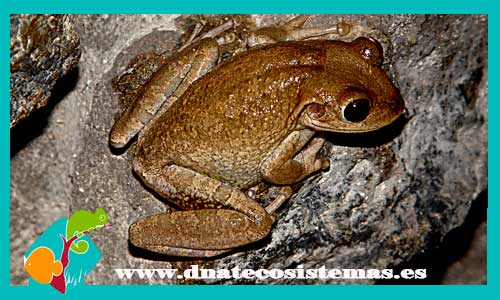 rana-arboricola-cubana-osteopilus-septentrionalis-tienda-de-anfibios-online-venta-online