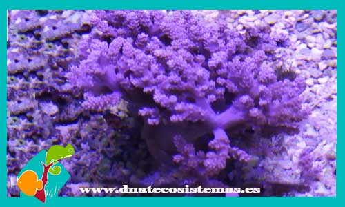 lemmalia-sp-kenya-tree-m-coral-blando-tienda-de-peces-online-acuario-planta-cueva-roca-filtro-skimmer-alga-comida-seca-viva