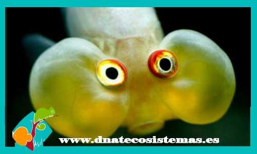 ojo-burbuja-blanco-pez-ojoburbuja-venta-de-peces-online-tienda-de-peces-online